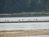 Rezerwat_wyspy_zawadowskie_291
