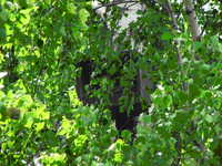 Budka_nr_11