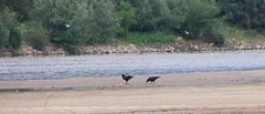 Wis_a-k_pa_potocka_187