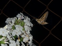 P1290772