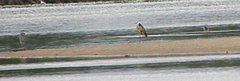 Wis_a-k_pa_potocka_099