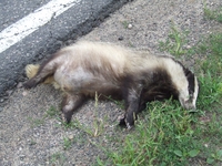 2010_0725lato10098