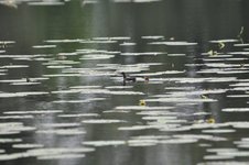 Dsc_0889-1