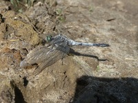 P1300163