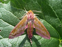 P1300655