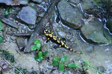 Salamandra