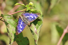 Mieniak