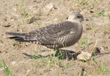 Stercorarius_longicaudus