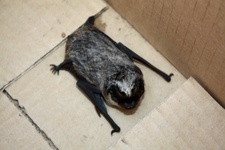 Mroczekposrebrzany