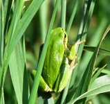 Dscf7036