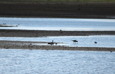 Img_8310_ostryg