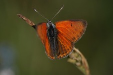 Plomieniec1