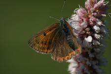 Plomieniec2