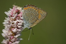 Plomieniec3
