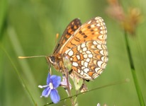 Atalia