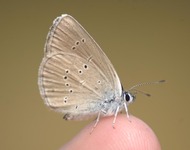 Semiargus