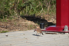 Img_1338_biala