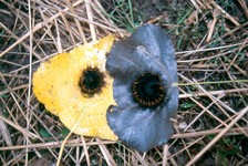 6-