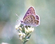Uroczek