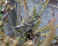 2010_1221jesie_20653
