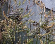 2010_1221jesie_20645
