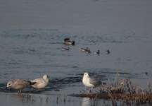 Img_4182_ptaki