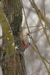 Dziecio-_sredni_m-ociny_3_grudzien_2010
