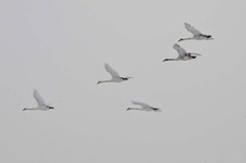 Klucz_niemych_nad_wisla_mlociny__3_grudzien_2010_3