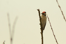 Img_2363ps_den1_usm150_0_3_0