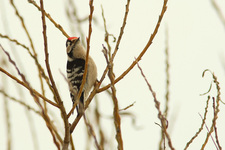 Img_2378ps_den1_usm150_0_3_0