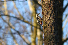 Img_2461_dpp_den_l4_cr2ps_den1_usm150_0_3_0