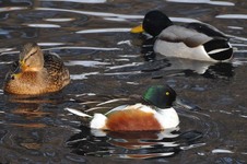 Samiec_plaskonosa_park_olszyna_19_grudzien_2010_2