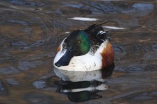 Samiec_plaskonosa_park_olszyna_19_grudzien_2010_7
