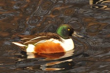 Samiec_plaskonosa_park_olszyna_19_grudzien_2010_10