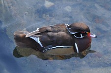 Samiec_karolinki_lacha_potocka_19_grudzien_2010_4