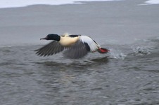 Nuroges_samiec_w_locie_jeziorka_22_grudzien_2010_2