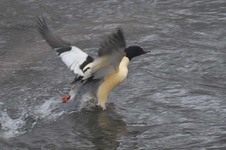 Nuroges_samiec_w_locie_jeziorka_22_grudzien_2010_3
