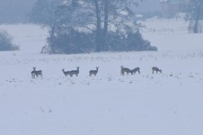 Sarny_konstancin_22_grudzien_2010_3