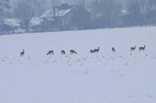 Sarny_konstancin_22_grudzien_2010_4
