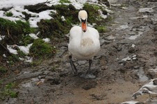 Niemiaszek_na_blocie_przed_kolektorem_7_styczen_2011