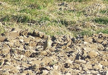 2010_1221jesie_10236
