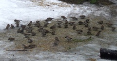 Dscf7869-crop
