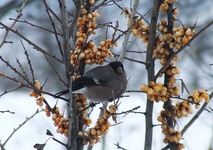 Dscf8247