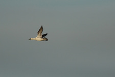 Img_9529_ps_den4_spn75_0_3_0