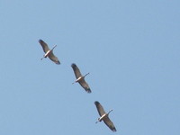 Dscf6033