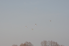 Imgp0850
