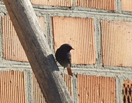 Dscf8787