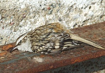Dscf8827