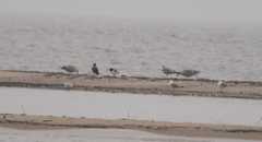 Ostrygojad30mar3