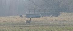 Image_006